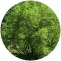 acide-salicylique