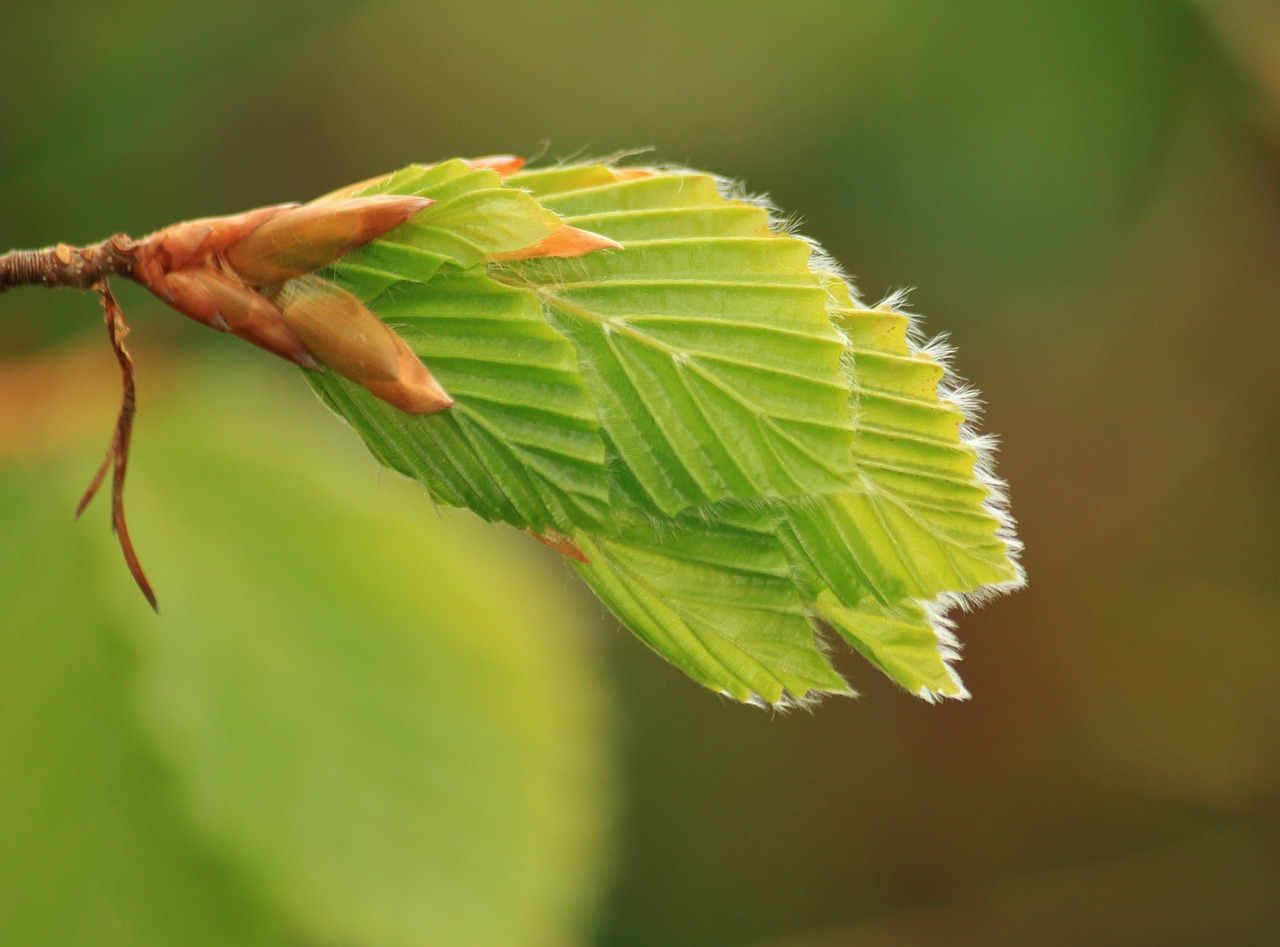 Le Hêtre bienfaits et conseils des bourgeons et des feuilles AromaZone — free download