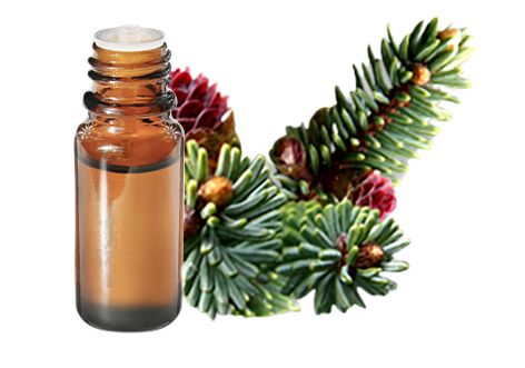 Olio essenziale di Abete nero