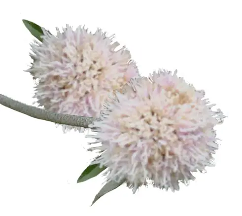 bisabolol_planteV3.webp