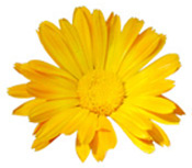 plante_calendula