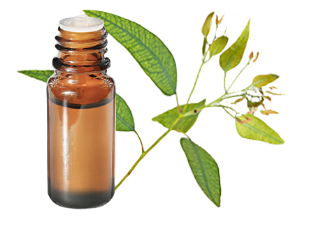 Huile essentielle d'Eucalyptus mentholé