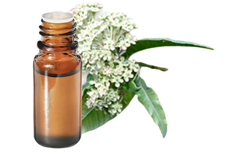 Huile essentielle de Myrte citronnée