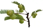 plante-amla