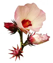 Hibiscus-sabdariffa-calyx-sans-feuilles