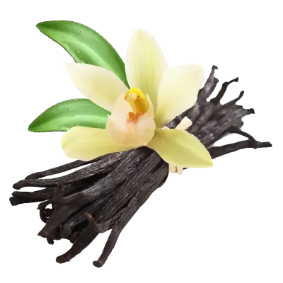 Vanille Bourbon BIO fendue