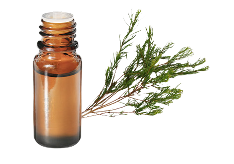 Huile essentielle Tea tree