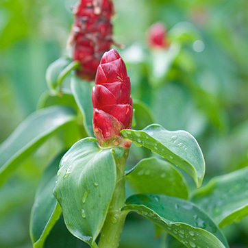 Συστατικό Wild Ginger 128px128px