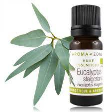 Huile essentielle Eucalyptus staigeriana BIO