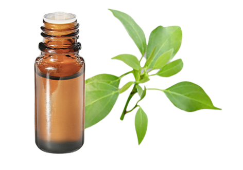 Huile essentielle de Ravintsara (Ravintsare) propriétés et