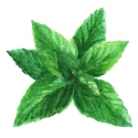 Feuilles de menthe
