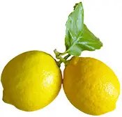 Rondelle de citron