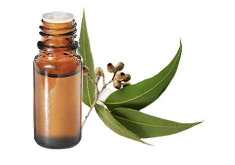 Huile essentielle d'Eucalyptus globulus
