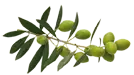 olive-branche