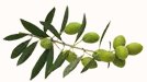 olive-branche