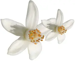 fleur-doranger
