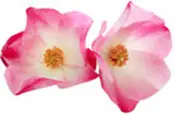 plante_rose-musquee