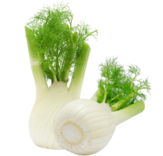 Bulbe de Fenouil