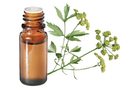 Olio essenziale di Sedano