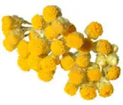 plante_helichryse