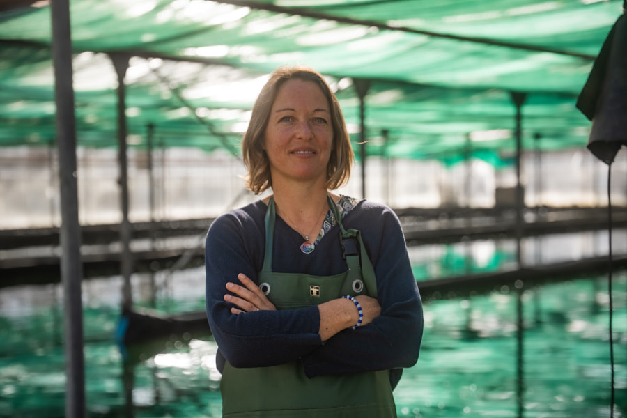 producteur spiruline