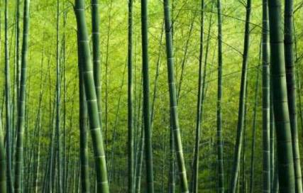 Bambou eco-responsable