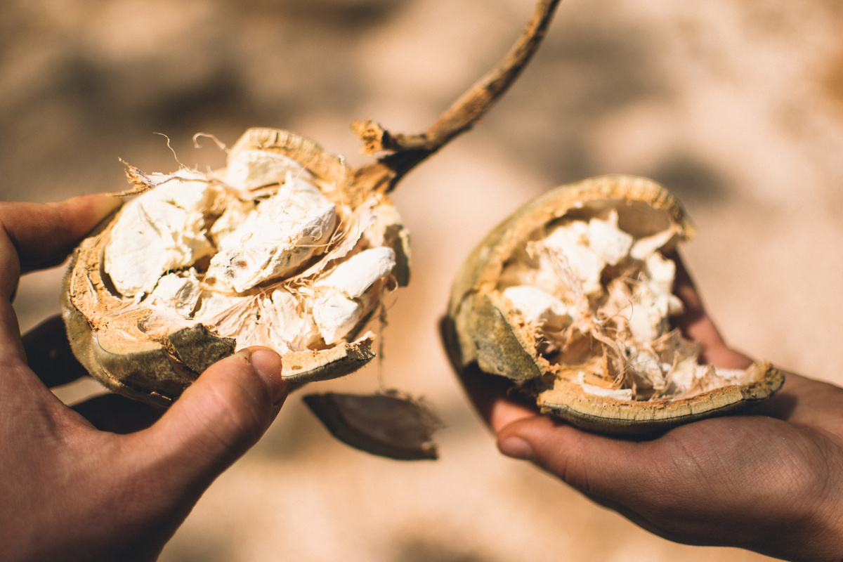 Poudre de fruit de Baobab