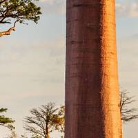 Superaliment Poudre de fruit de Baobab