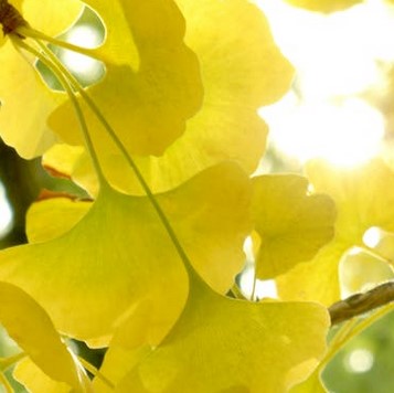 Complément alimentaire Ginko biloba BIO 