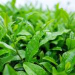 feuilles de thé vert Matcha BIO 