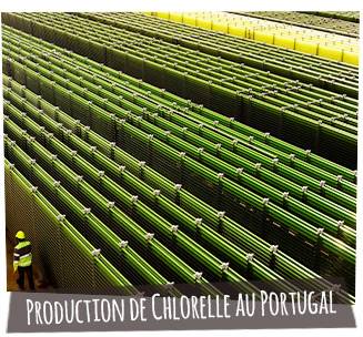 production de la poudre de Chlorelle au Portugal