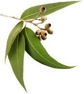 Huile essentielle d’Eucalyptus globulus BIO