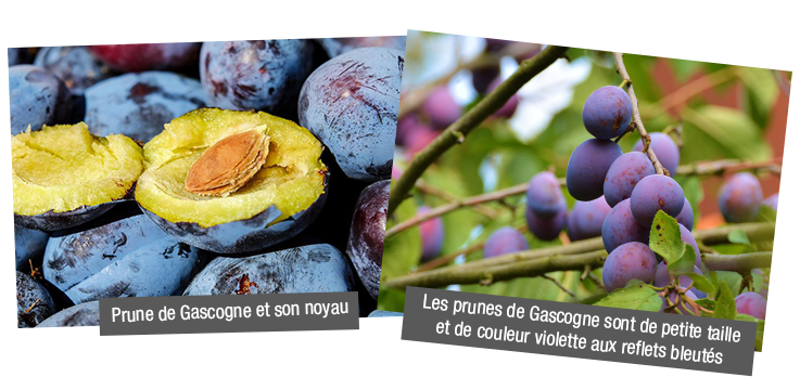 Prune de France