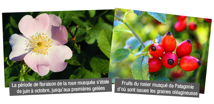 Producteur Rose musquée de Patagonie BIO