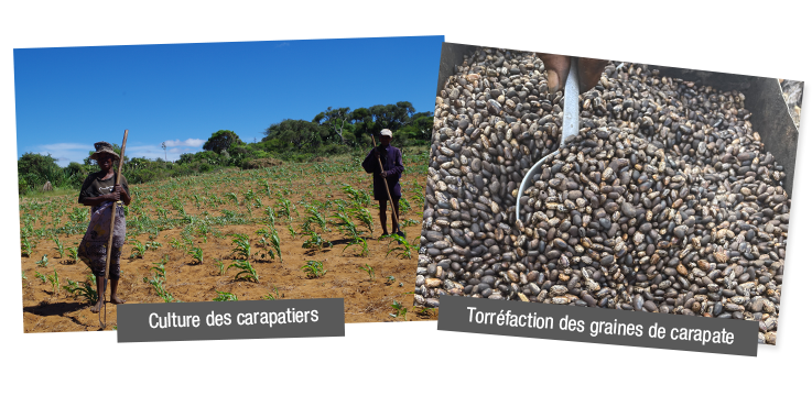 Producteurs d'huile de carapate