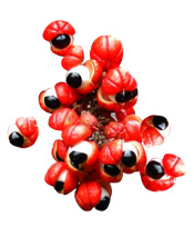 Complément alimentaire guarana BIO 