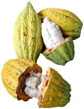 Beurre végétal de Cacao blanc BIO