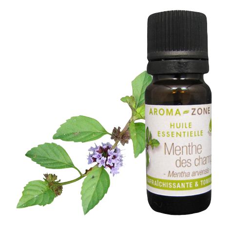 Huile essentielle de Menthe des champs BIO