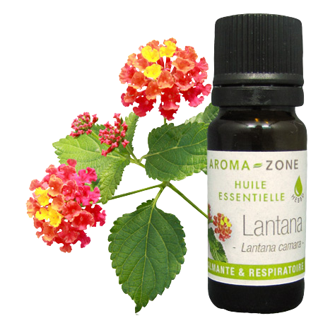 Huile essentielle de Lantana BIO
