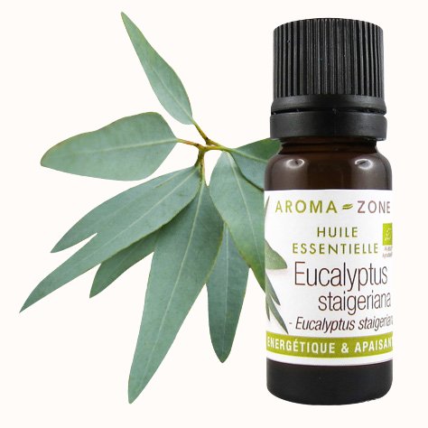 Huile essentielle d'Eucalyptus staigeriana BIO