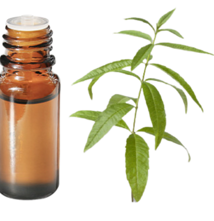 Lemon verbena Essential Oil: properties and uses - Aroma-Zone