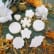 Dissolucubes pour bouts de chou