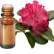 FT-Plante HE-Rhododendron-removebg-preview