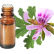 FT-Plante HE-Geranium-Egypte-removebg-preview