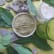 Shampooing sec au Tea tree purifiant