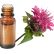 FT-Plante HE-Monarde-fistuleuse-removebg-preview