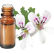FT-Plante HE-Geranium-bourbon-removebg-preview