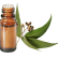 FT-Plante HE-Eucalyptus-globulus-removebg-preview
