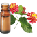 FT-Plante HE-Lantana-removebg-preview