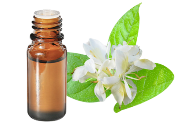 FT-Plante HE-Gingembre-papillon-removebg-preview
